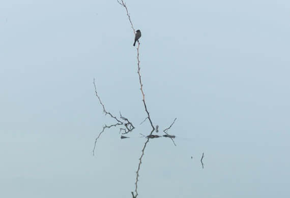 Reflection photos - Kingbird perching above the water.