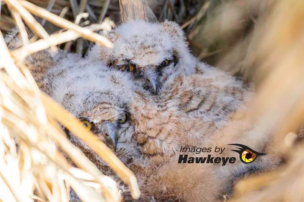 Owlets Snuggle
