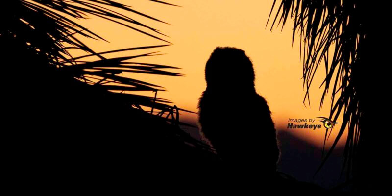 Owlet At Sunrise