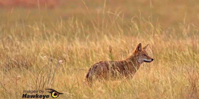 Fox in the grassland.