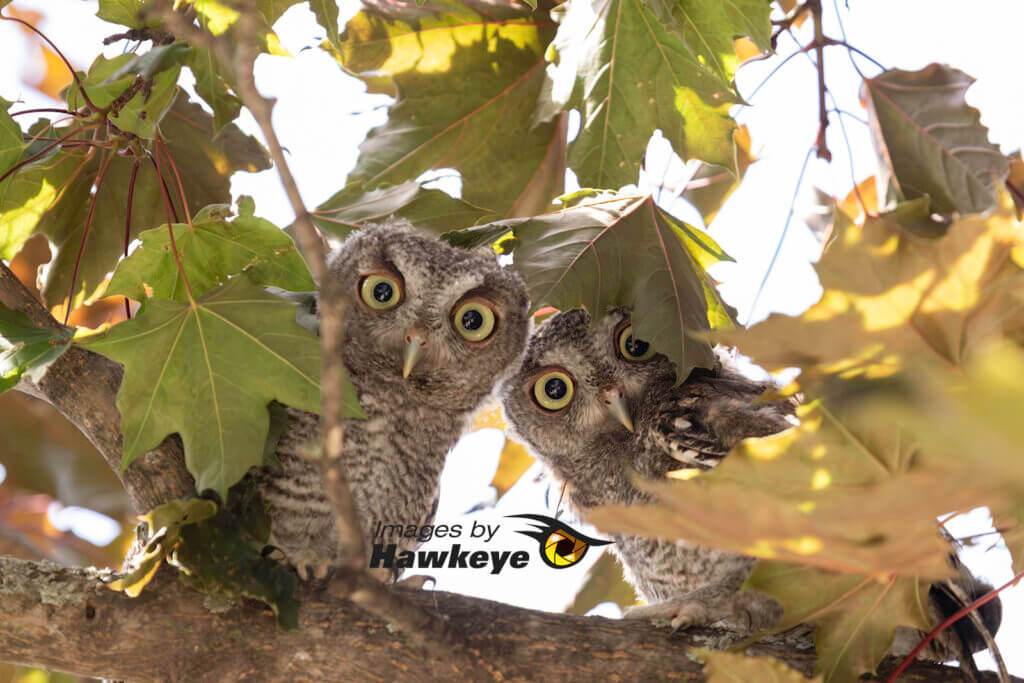 Baby Screech Owls