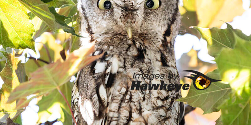 Screech Owl, Adult